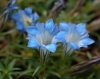 Show product details for Gentiana Margaret